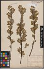 Foto von Salix cinerea L.